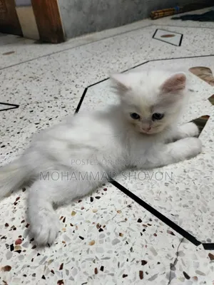 1-3 Months Male Purebred Persian