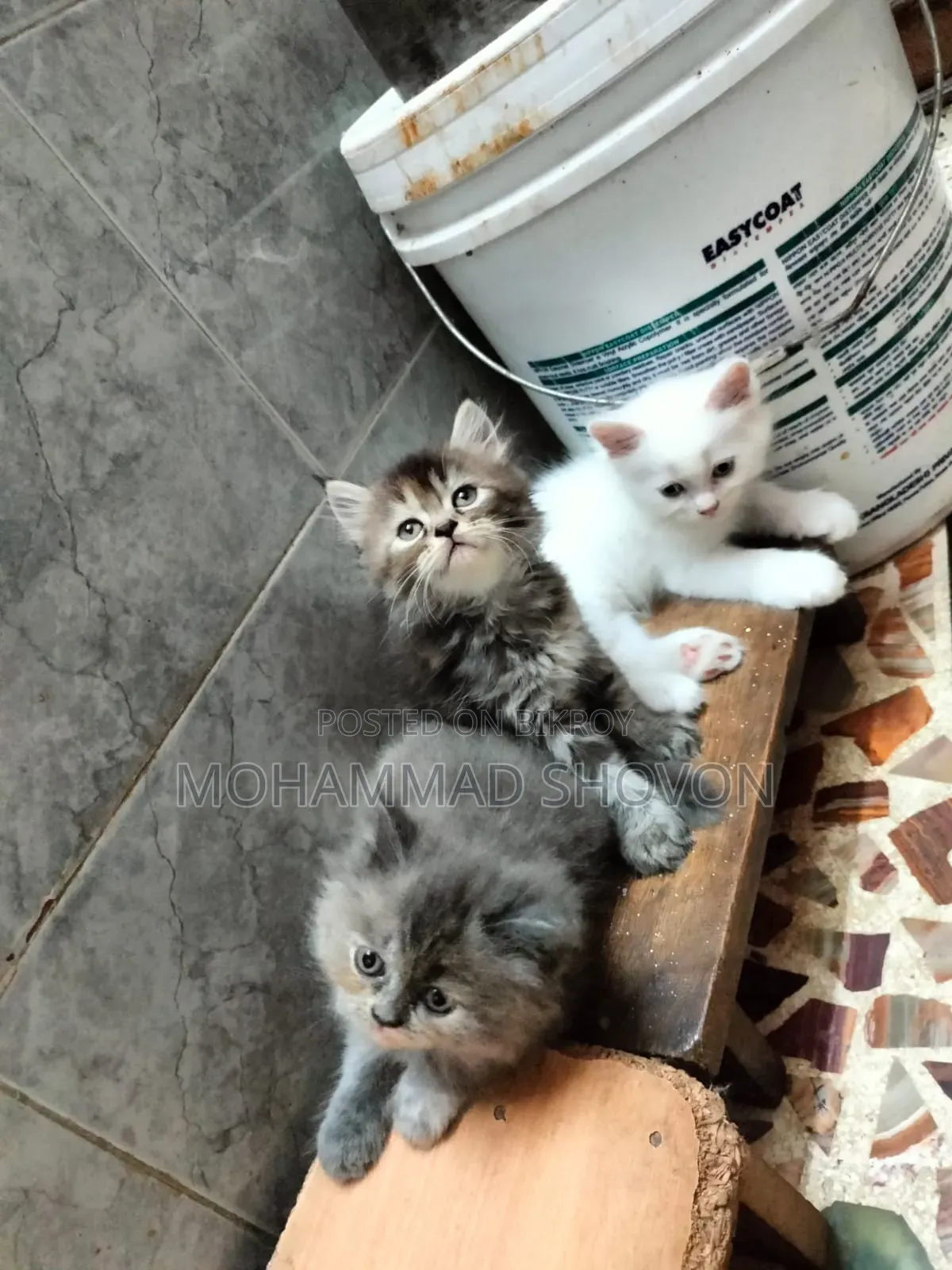 1-3 Months Male Purebred Persian