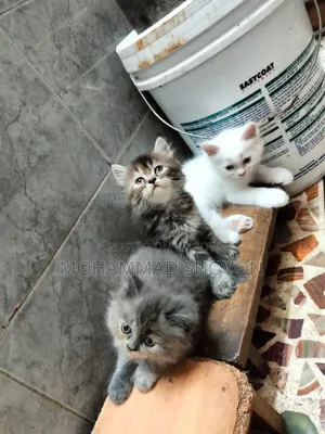 1-3 Months Male Purebred Persian