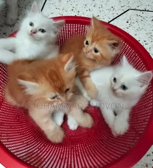 1-3 Months Male Purebred Persian