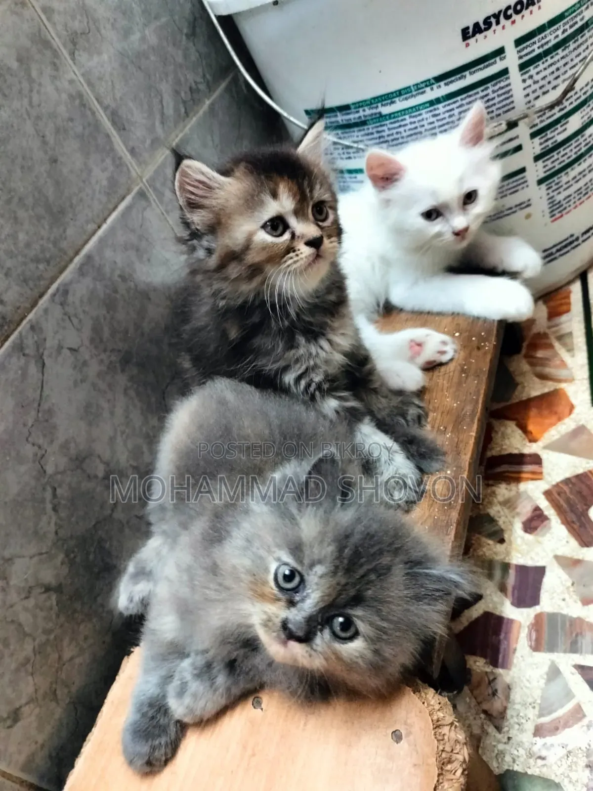 1-3 Months Male Purebred Persian