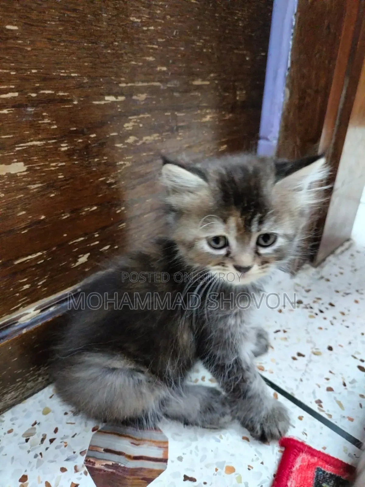 1-3 Months Male Purebred Persian