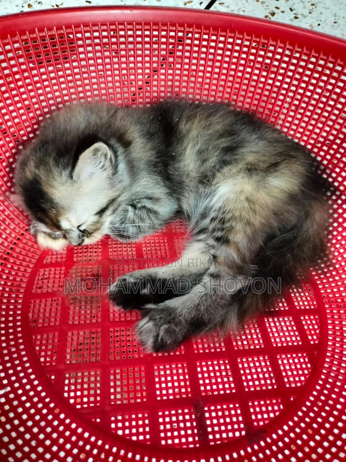 1-3 Months Male Purebred Persian