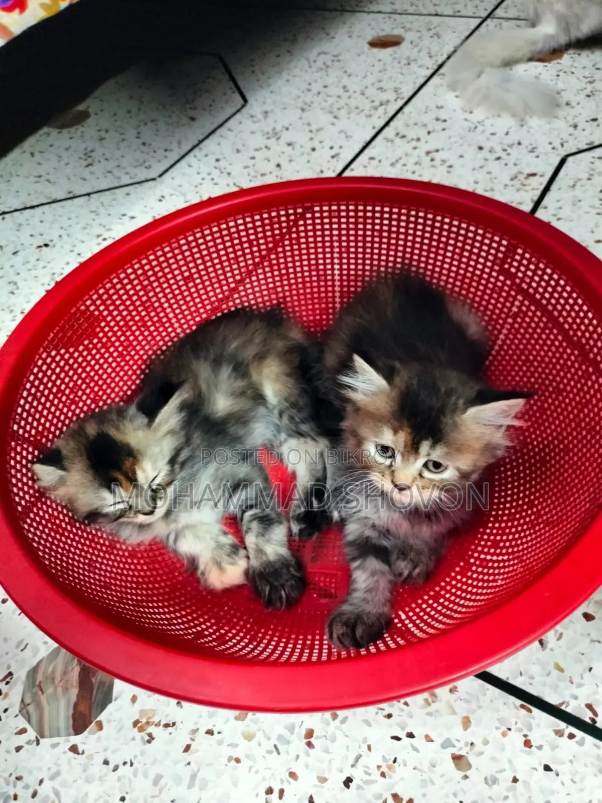 1-3 Months Male Purebred Persian