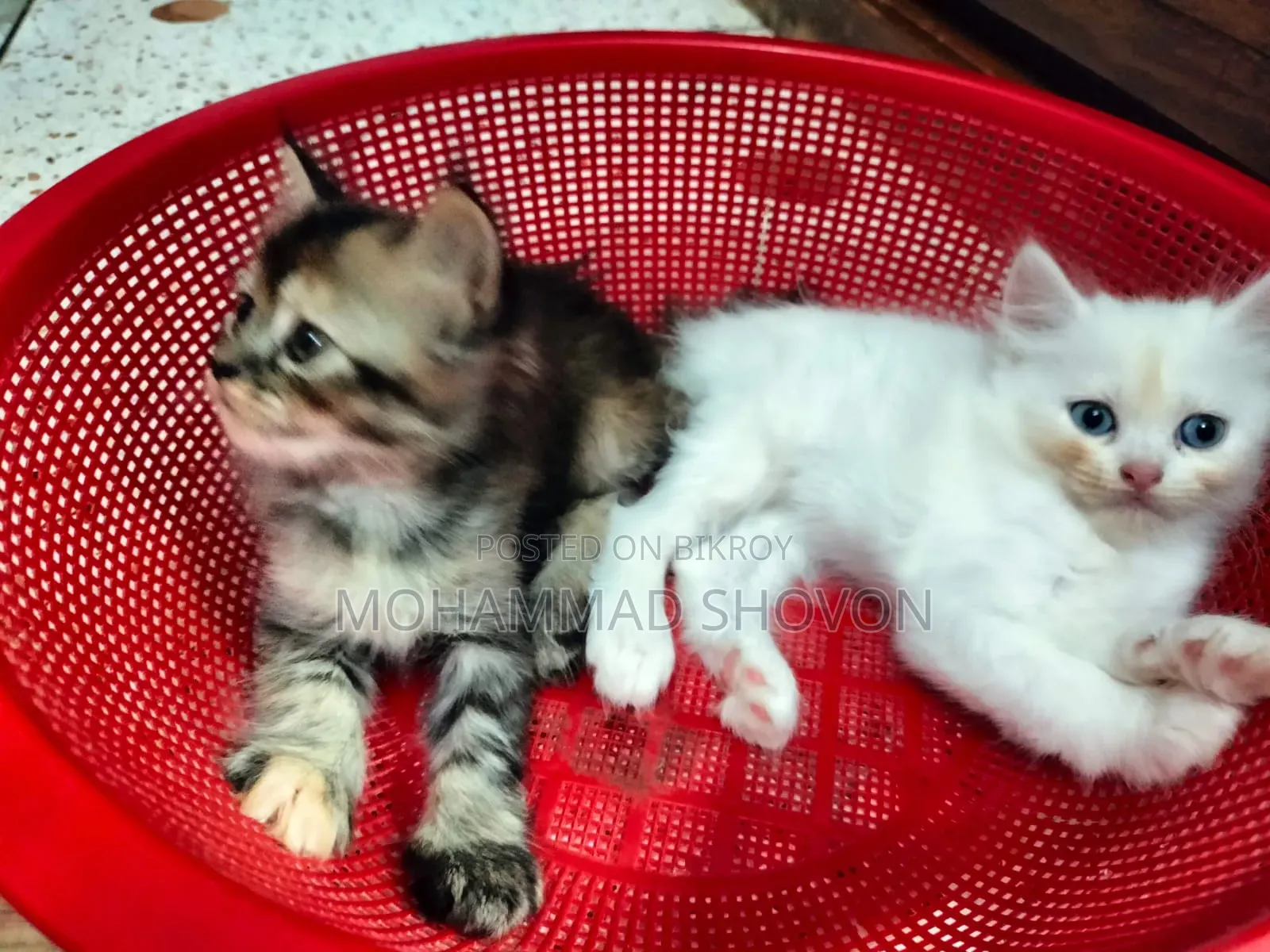 1-3 Months Male Purebred Persian