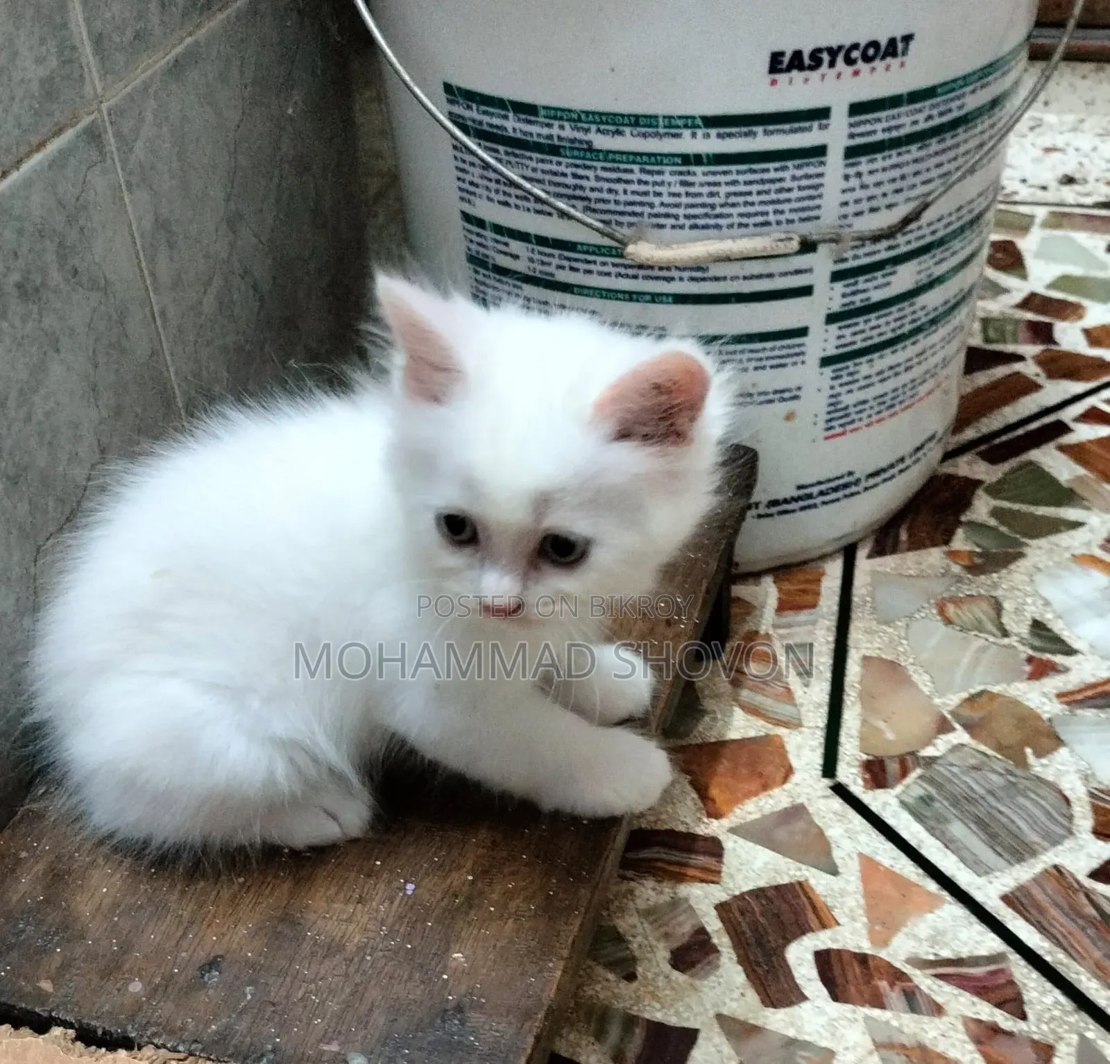 1-3 Months Male Purebred Persian