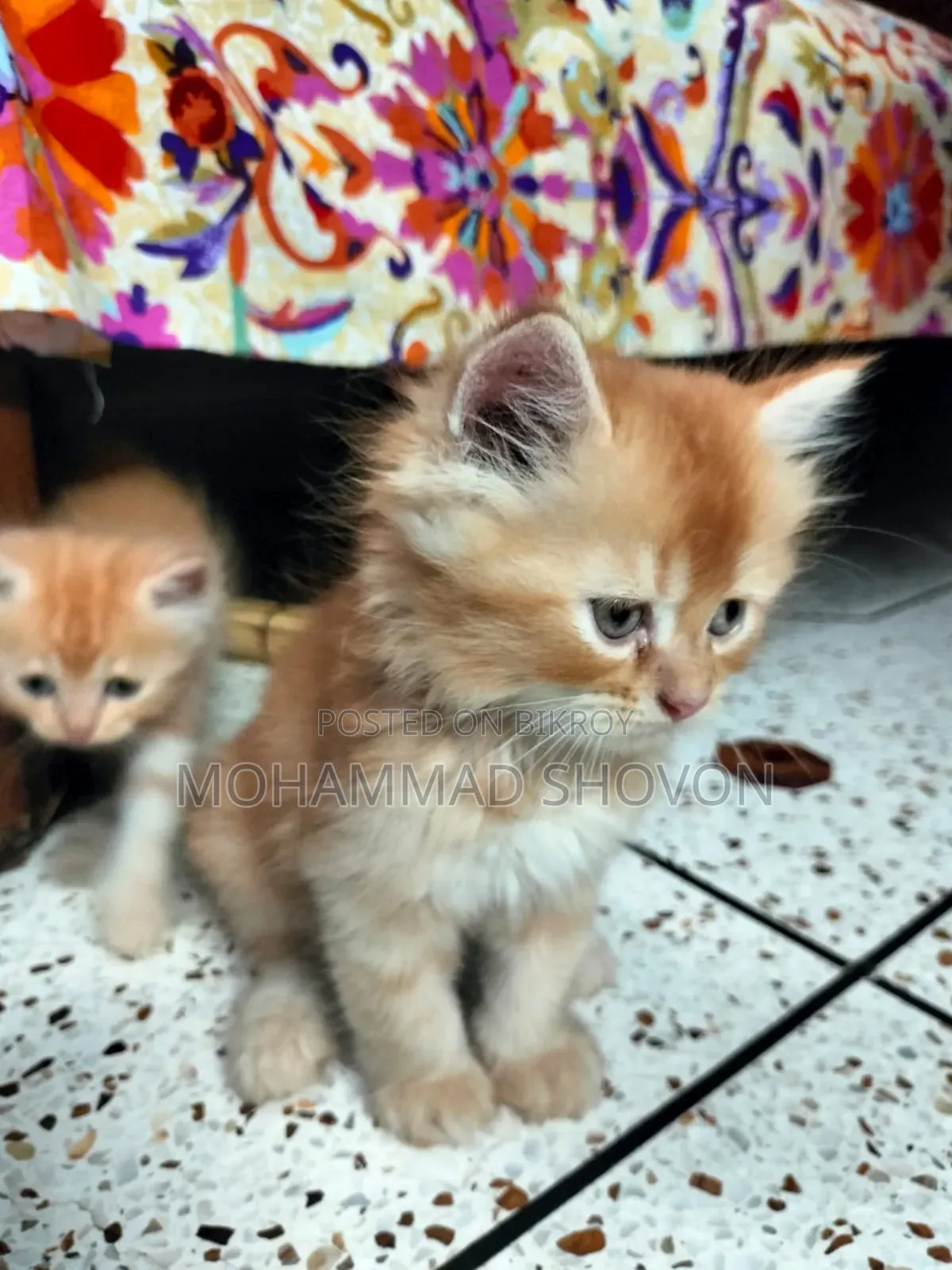 1-3 Months Male Purebred Persian