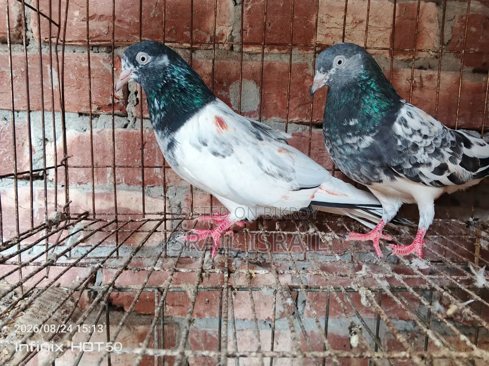 পাকিস্তানি টেডি