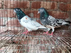 পাকিস্তানি টেডি