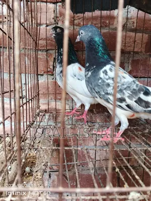 পাকিস্তানি টেডি