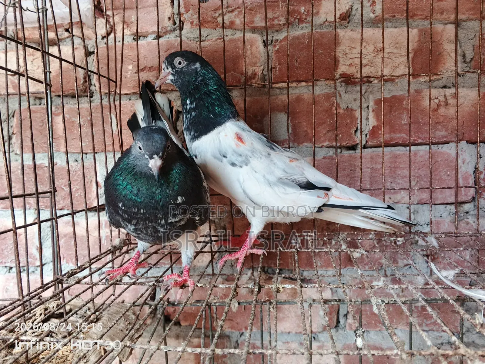 পাকিস্তানি টেডি
