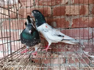 পাকিস্তানি টেডি