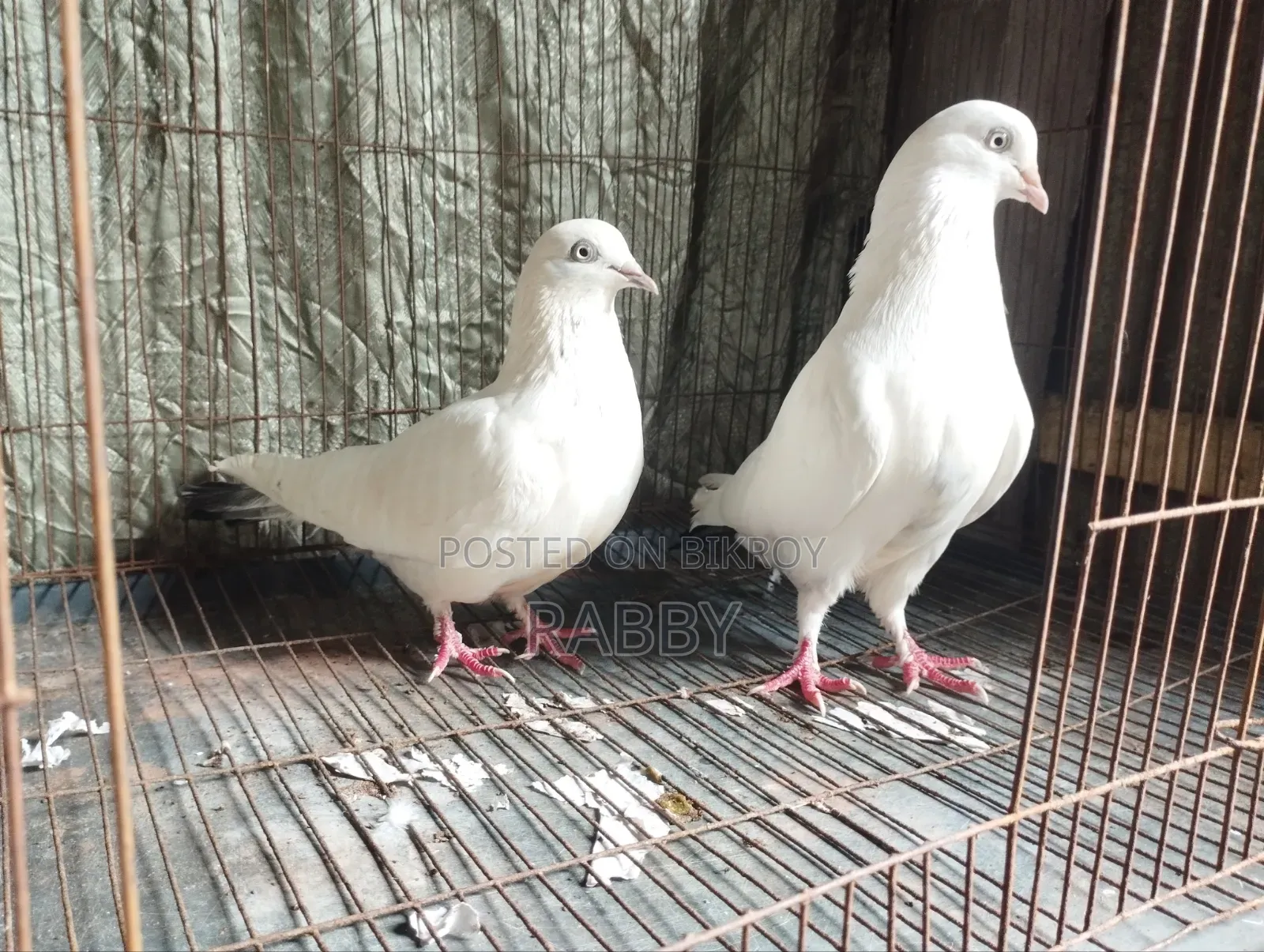 ইনডিয়ান কালদম রানিং পেয়ার