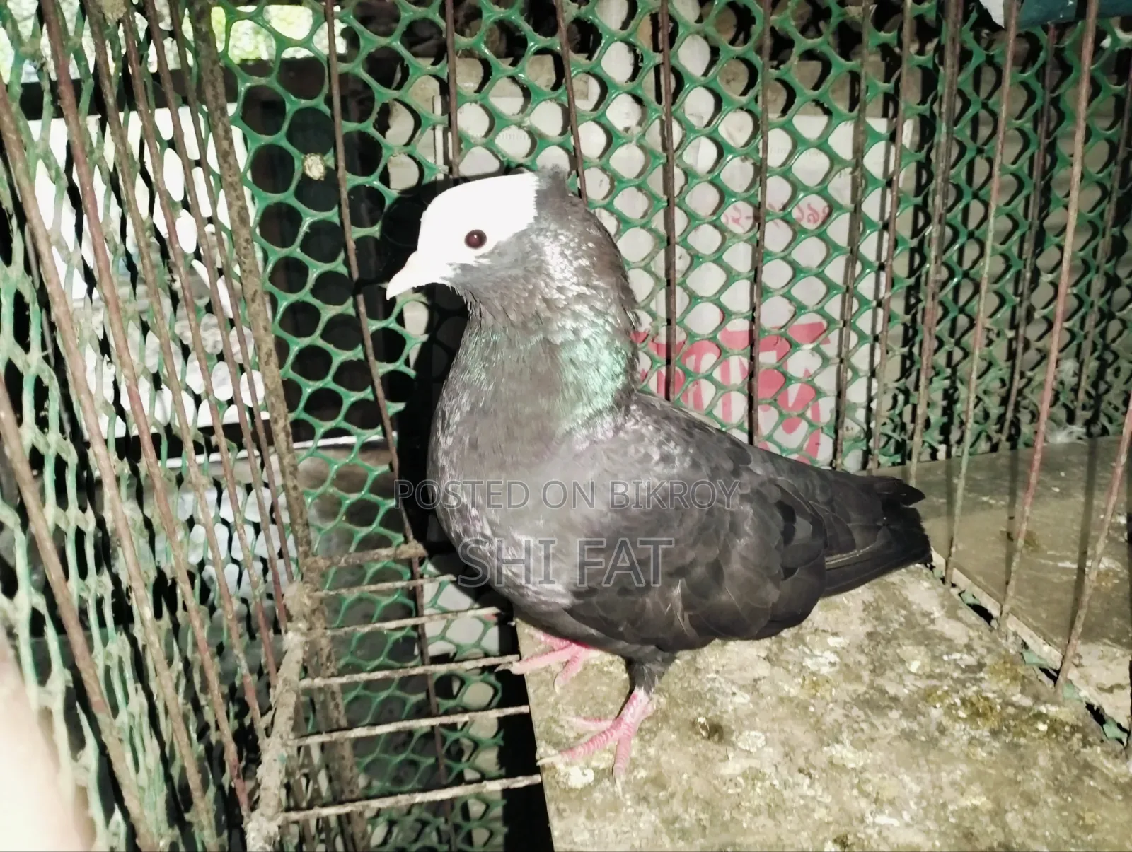 মুক্ষী মাদি বিক্রি করা হবে