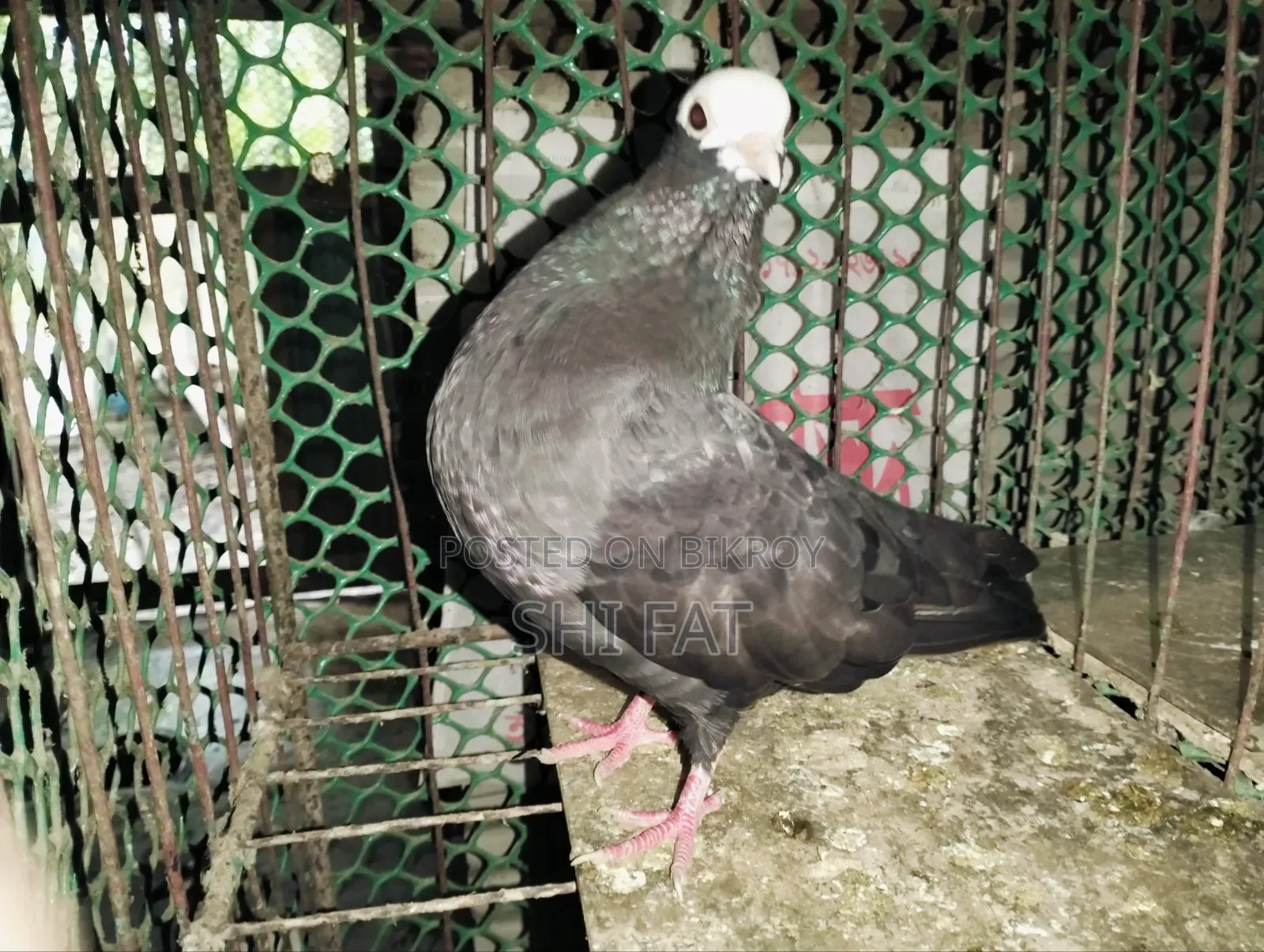 মুক্ষী মাদি বিক্রি করা হবে