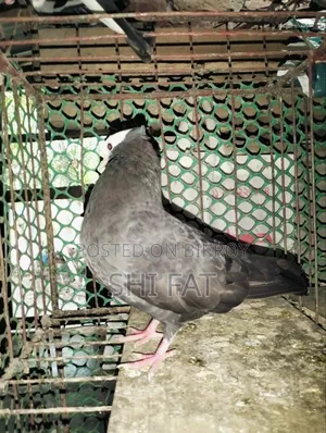 মুক্ষী মাদি বিক্রি করা হবে