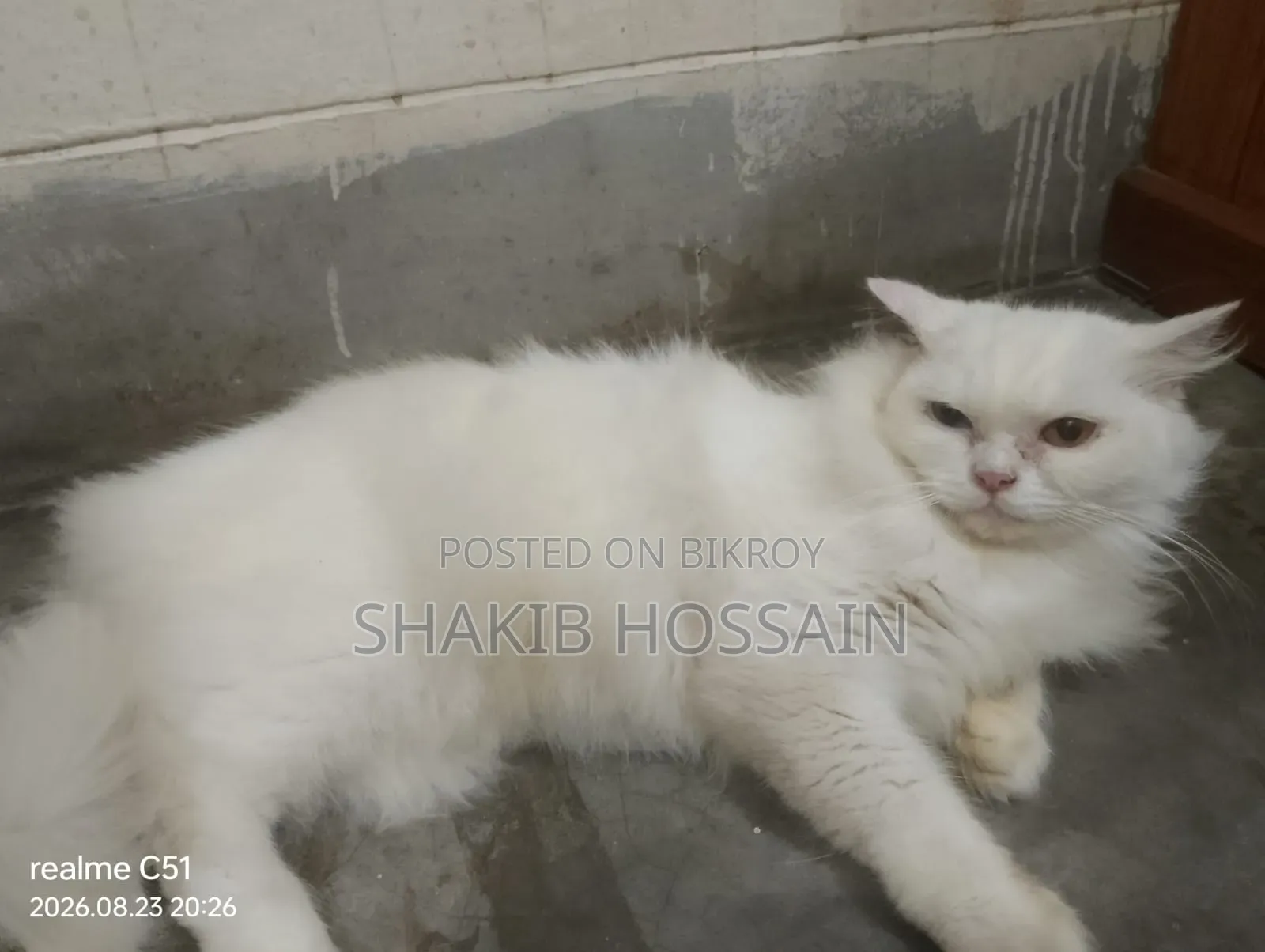 6-12 months Female Purebred Persian