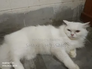 6-12 months Female Purebred Persian