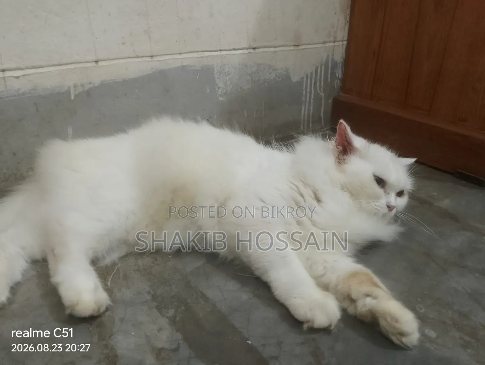 6-12 months Female Purebred Persian