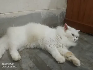 6-12 months Female Purebred Persian