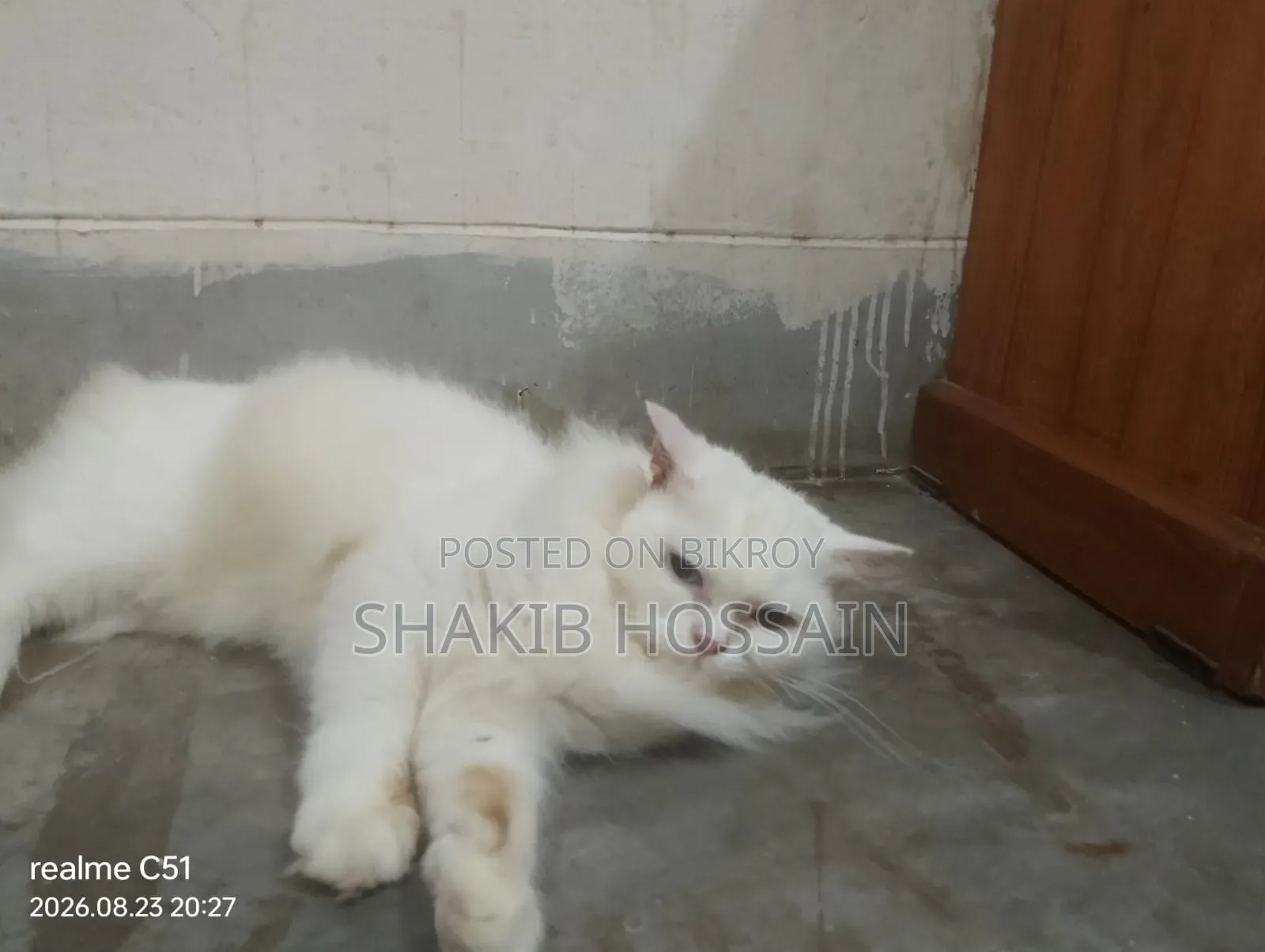 6-12 months Female Purebred Persian
