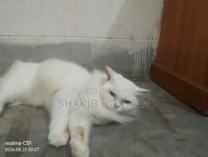 6-12 months Female Purebred Persian