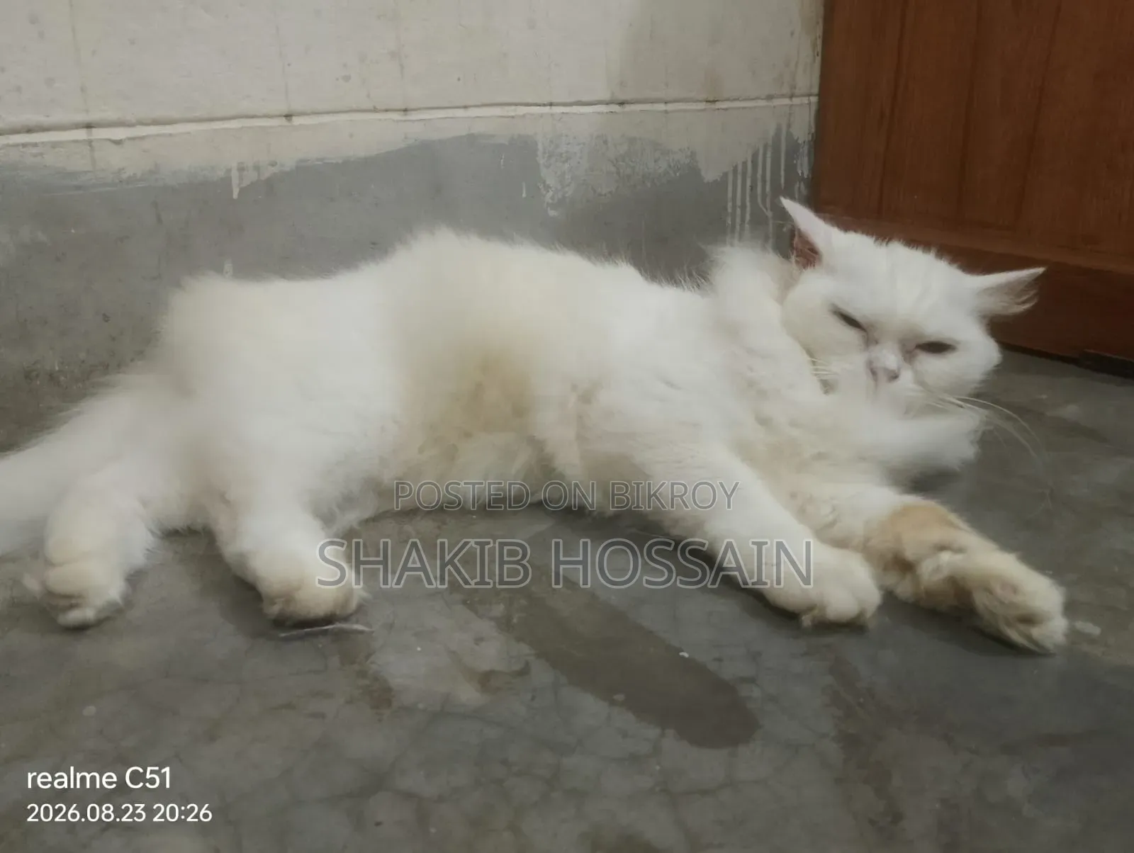 6-12 months Female Purebred Persian