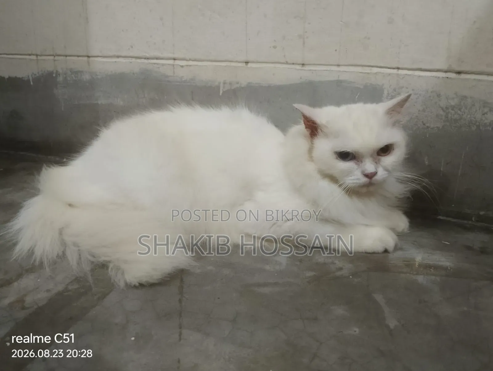 6-12 months Female Purebred Persian