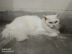 6-12 months Female Purebred Persian