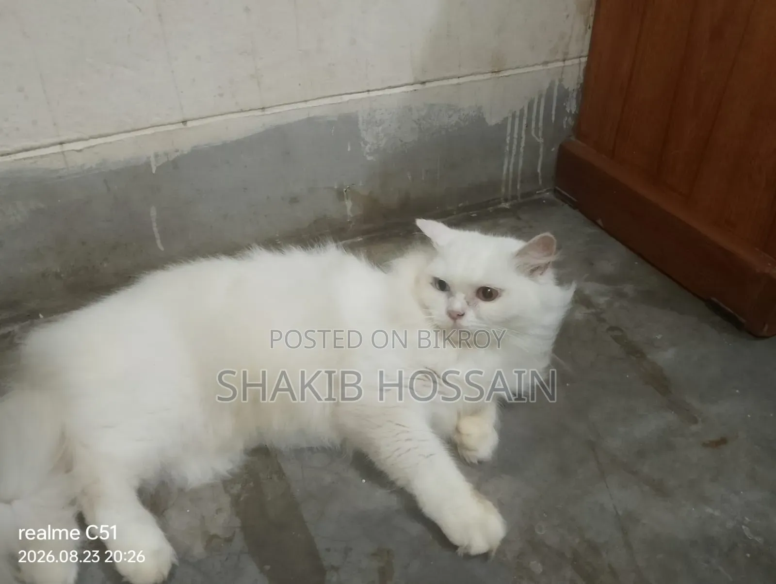 6-12 months Female Purebred Persian