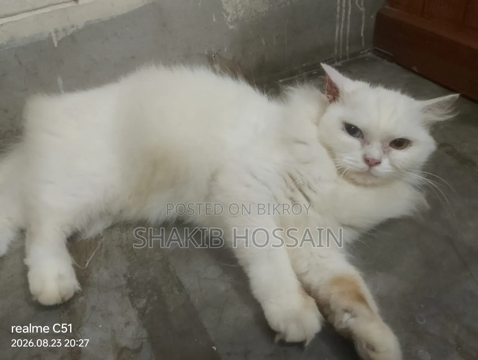 6-12 months Female Purebred Persian