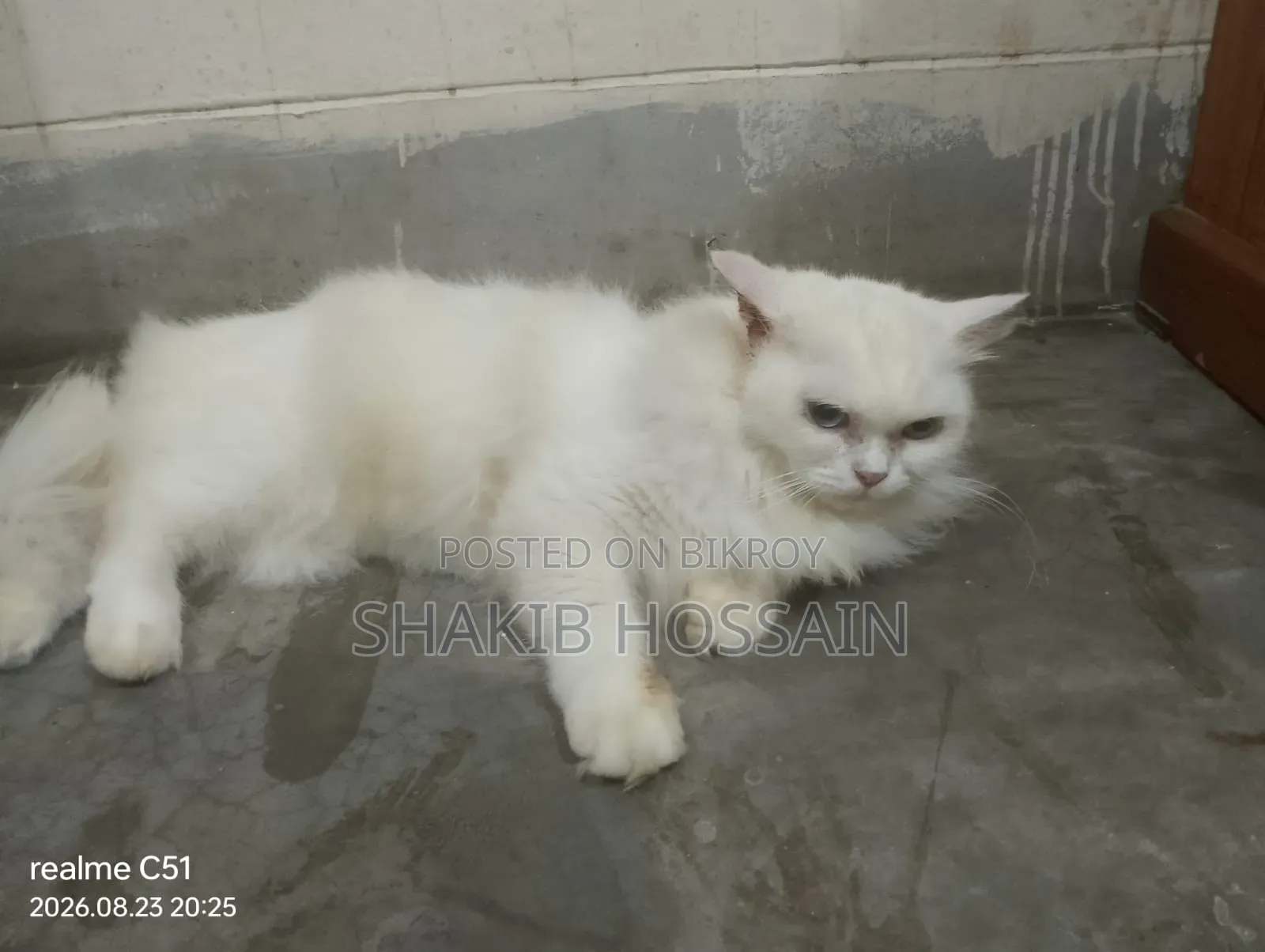 6-12 months Female Purebred Persian