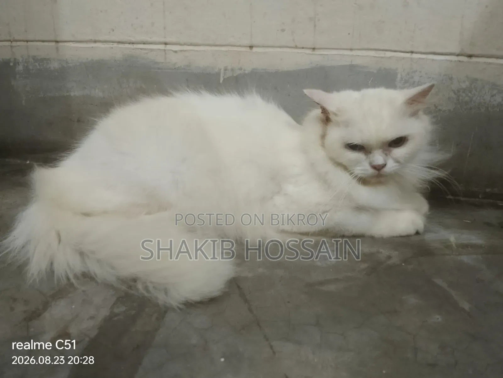 6-12 months Female Purebred Persian