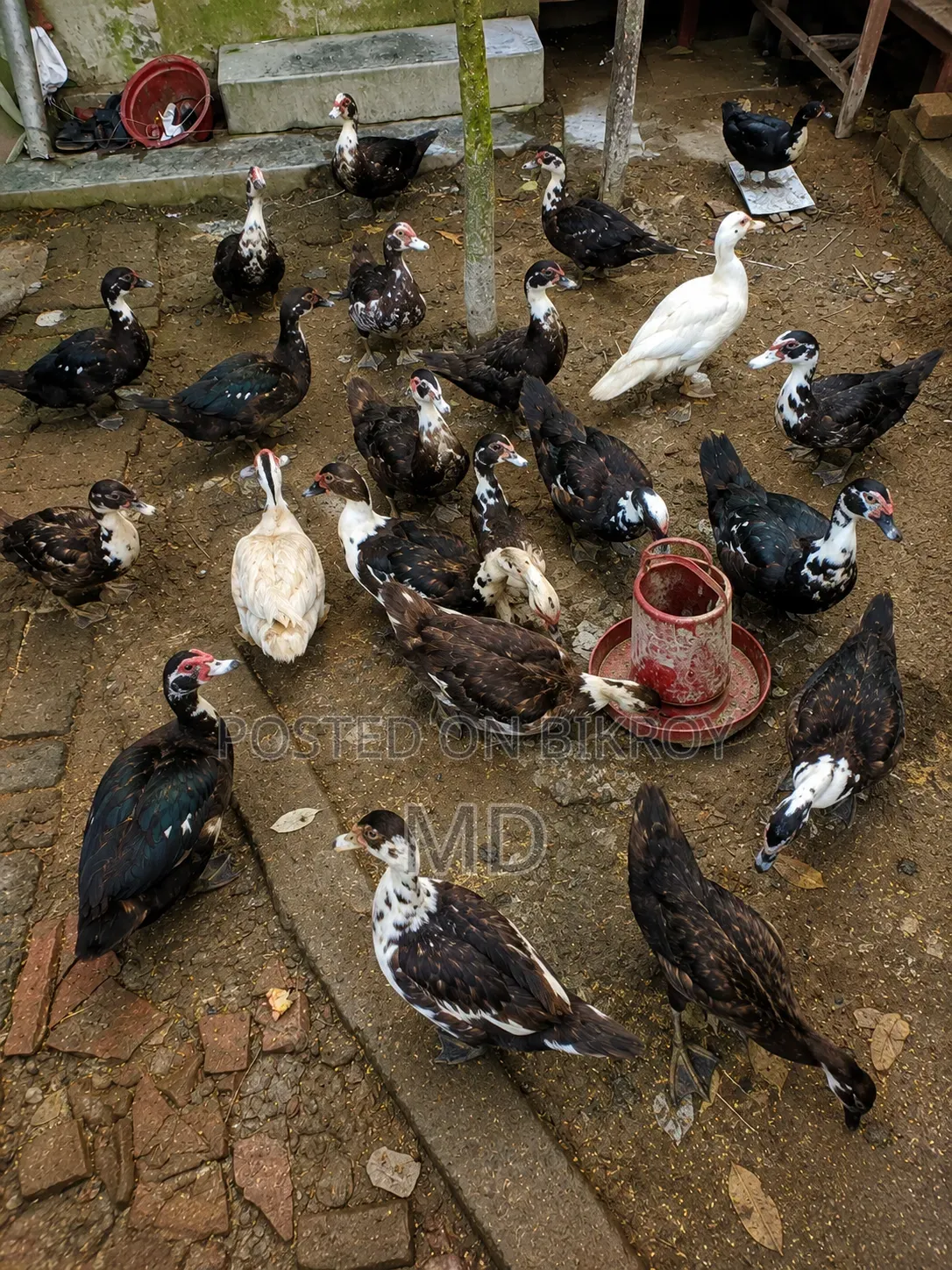 Muscovy Duck. Satkhira Sadar, Satkhira District