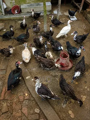 চিনা হাস। সাতক্ষীরা সদর, সাতক্ষীরা জেলা