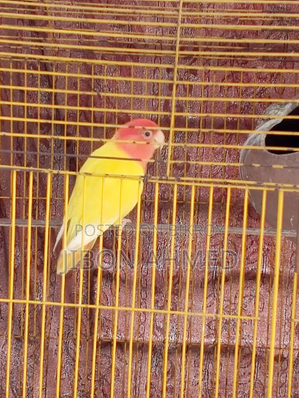লাভ বার্ড এডাল্ট-১ পিস
