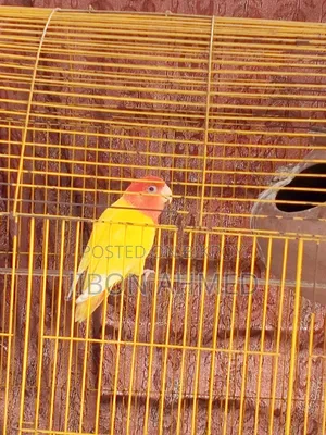 লাভ বার্ড এডাল্ট-১ পিস
