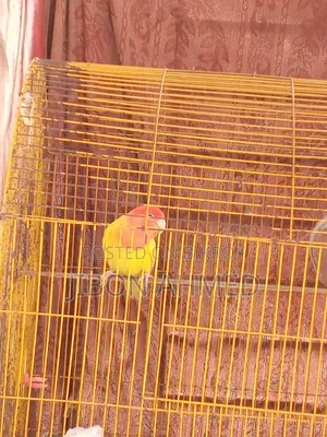 লাভ বার্ড এডাল্ট-১ পিস