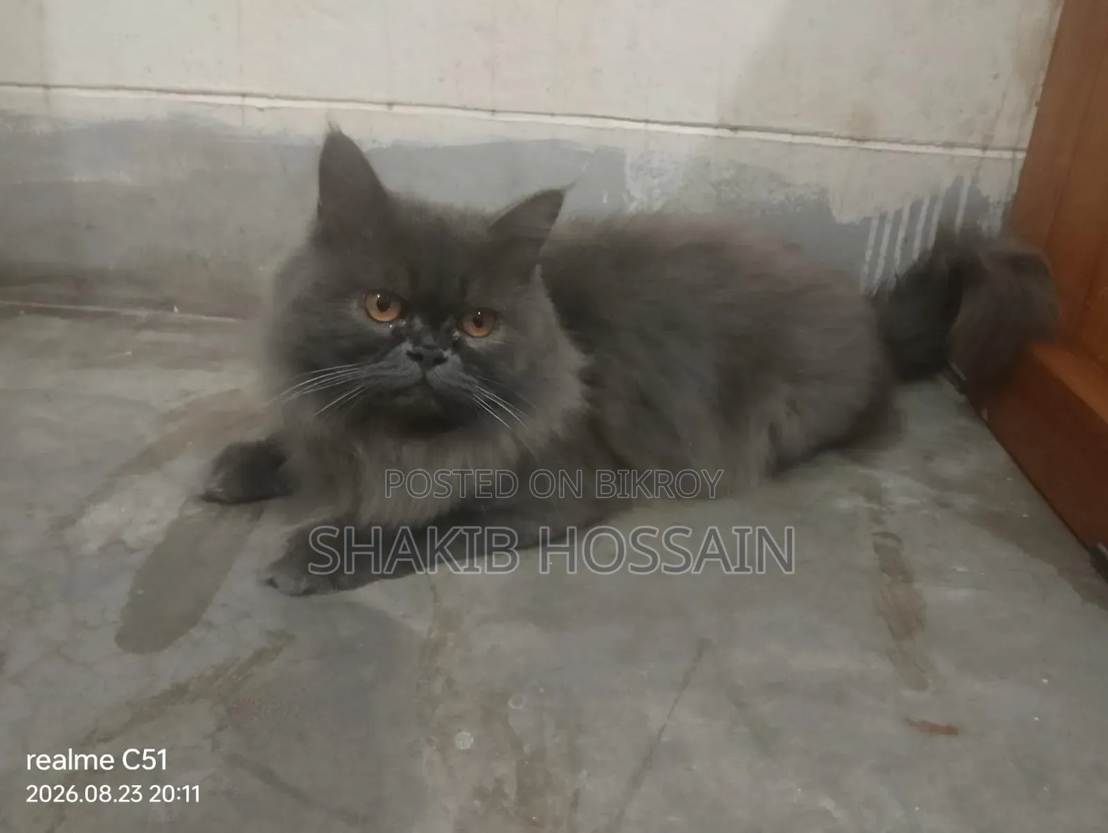 6-12 months Male Purebred Persian