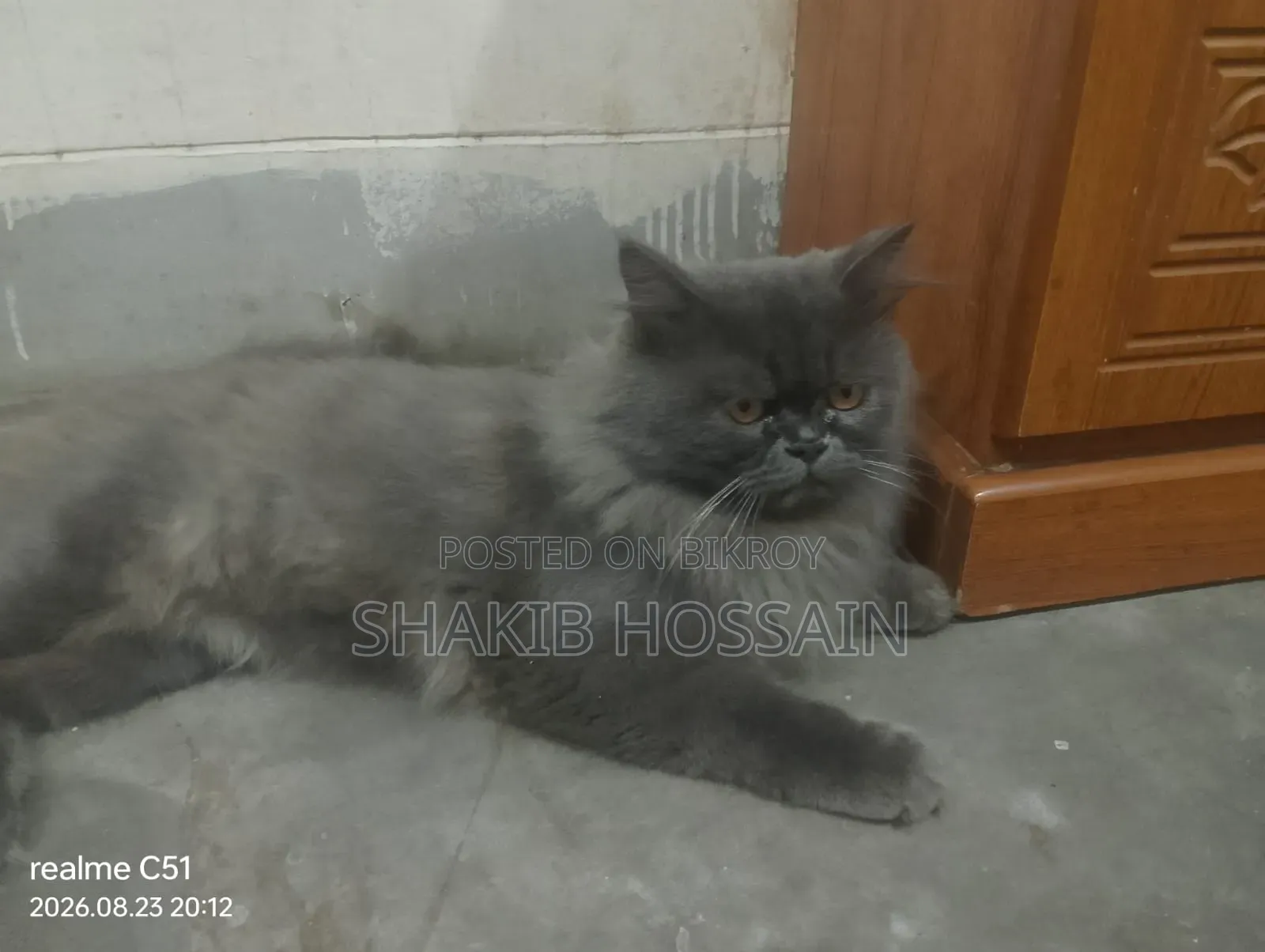 6-12 months Male Purebred Persian