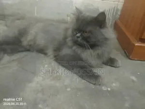 6-12 months Male Purebred Persian
