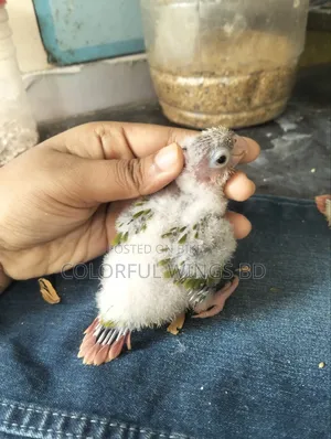 Pineapple Conure Tame Size Baby