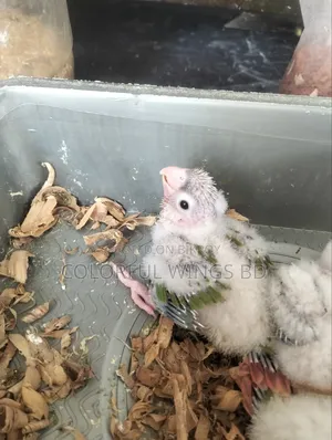 Pineapple Conure Tame Size Baby