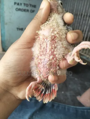 Pineapple Conure Tame Size Baby