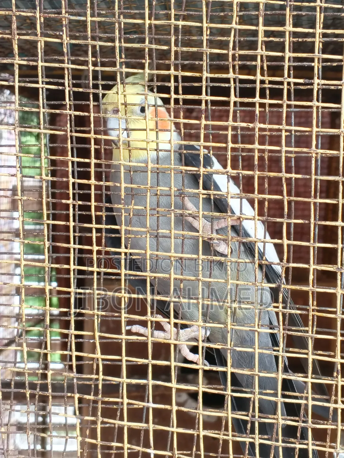 ককাটেল অ্যাডাল্ট- এক পিস