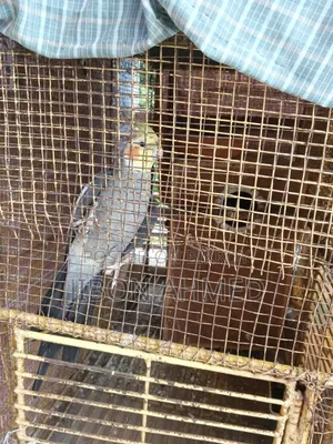 ককাটেল অ্যাডাল্ট- এক পিস