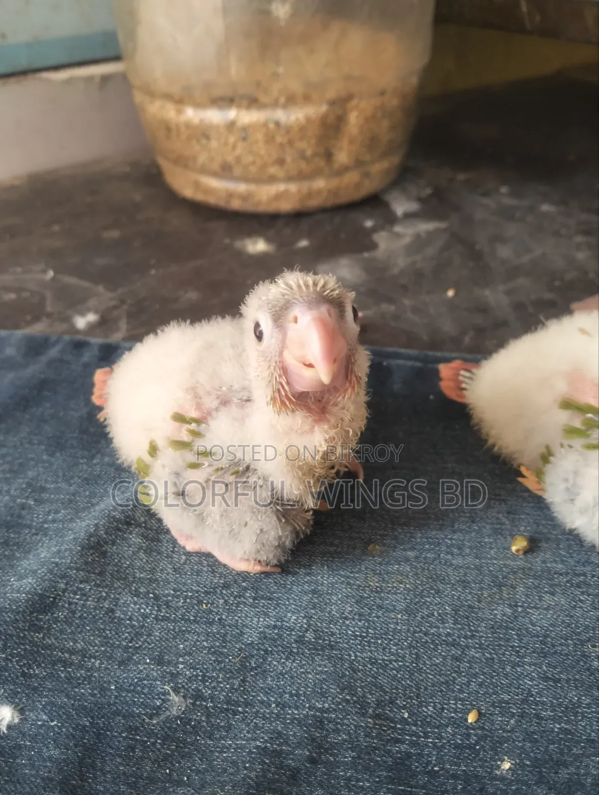 Pineapple Conure Tame Size Baby