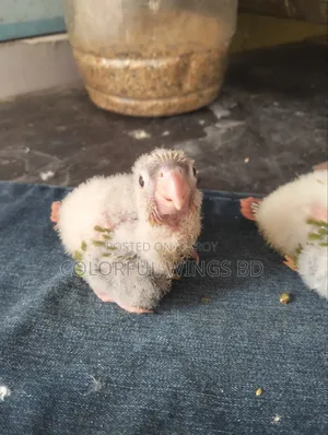 Pineapple Conure Tame Size Baby