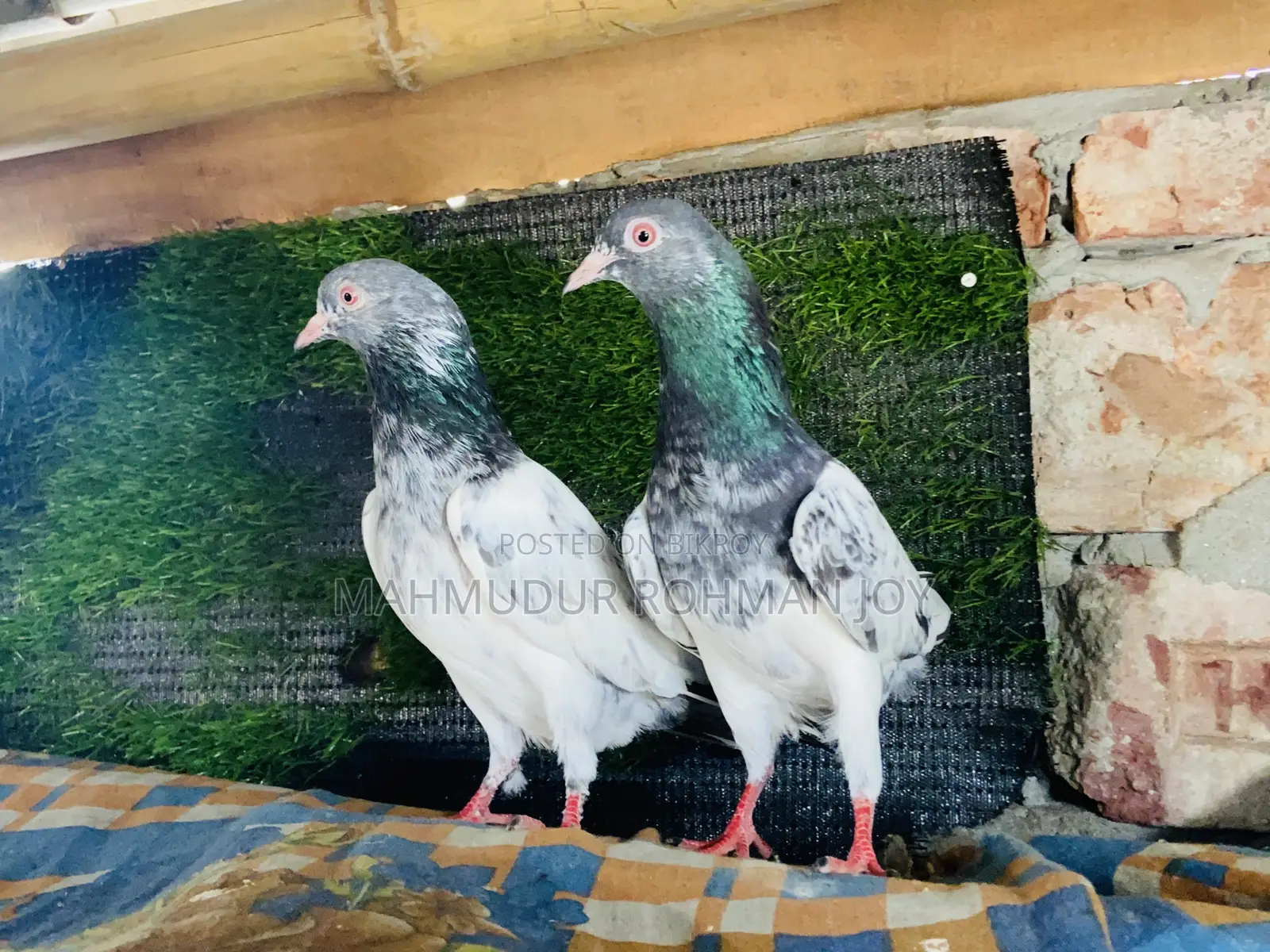 ভালো জাতের কিছু কবুতর সেল হবে