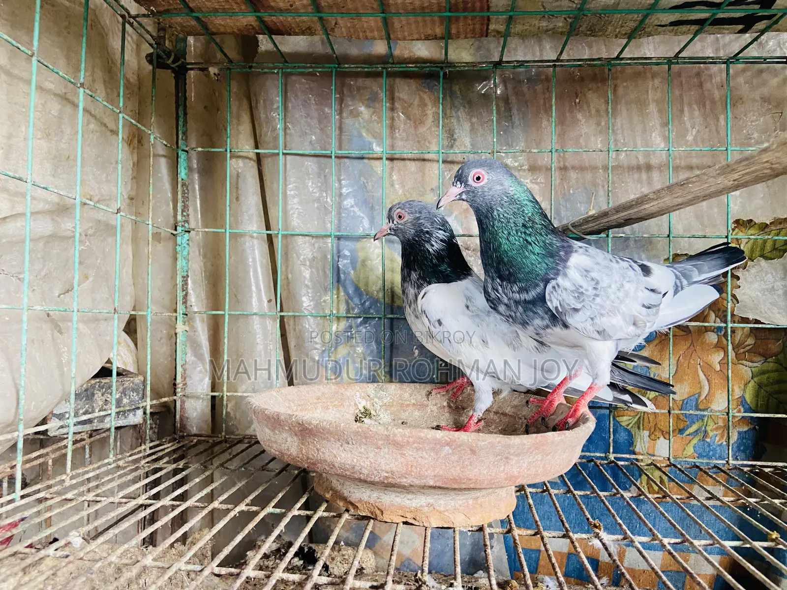 ভালো জাতের কিছু কবুতর সেল হবে